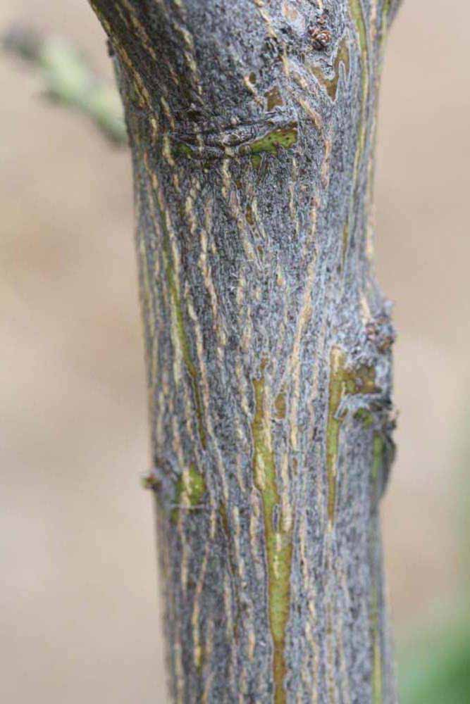              Second - third year twig (Riverside, CA)       